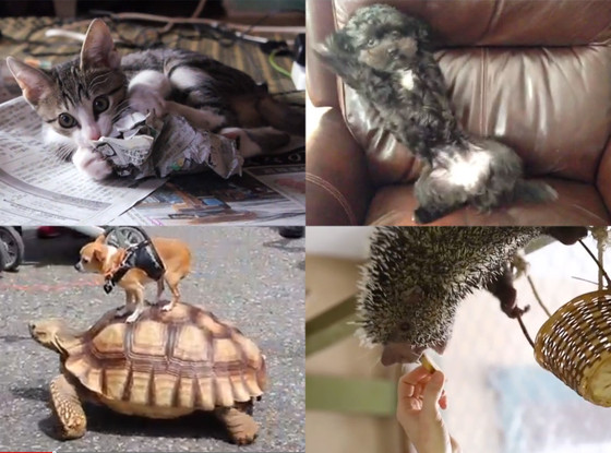 Animal Videos Animal Videos